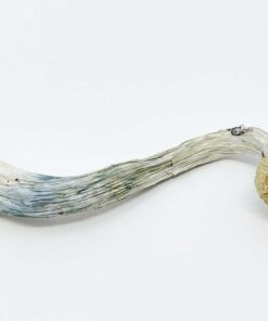 Albino Magic Mushrooms