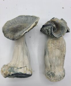 Albino Penis Envy Magic Mushrooms