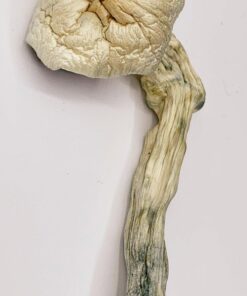 Amazonian Magic Mushrooms Prime