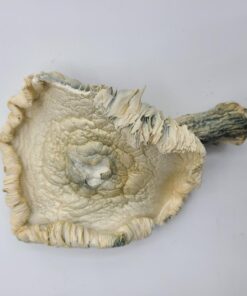 Avery Albino Magic Mushrooms