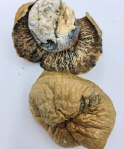 Blue Meanies Magic Mushrooms