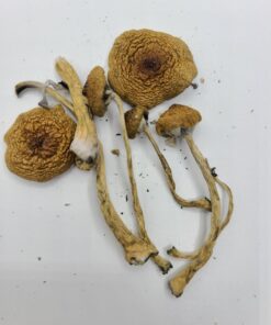 Cambodian Magic Mushrooms