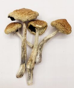 Huautla Magic Mushrooms