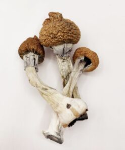 Koh Samui Magic Mushrooms