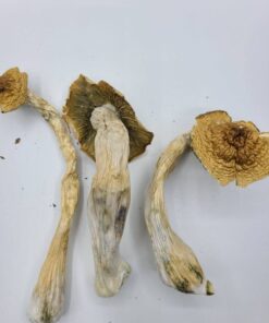 Malabar Magic Mushrooms