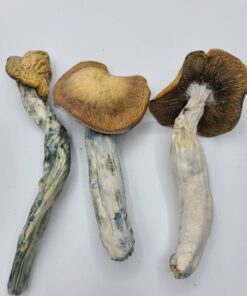 Mazatapec Magic Mushrooms