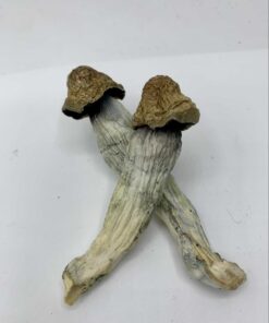 Melmac Magic Mushrooms