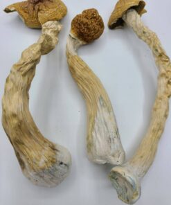 Mexican Magic Mushrooms