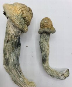 Penis Envy Magic Mushrooms