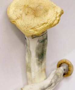 Penis Envy X Texas Yellow Cap Magic Mushrooms