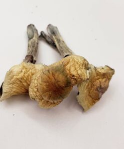 South American Magic Mushrooms